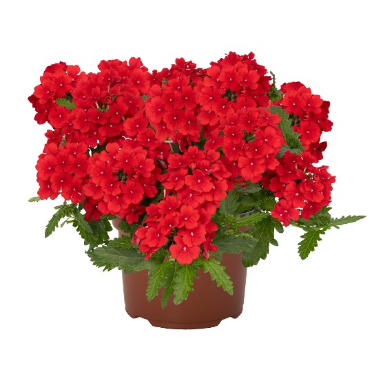 Empress® Flair Red 2027