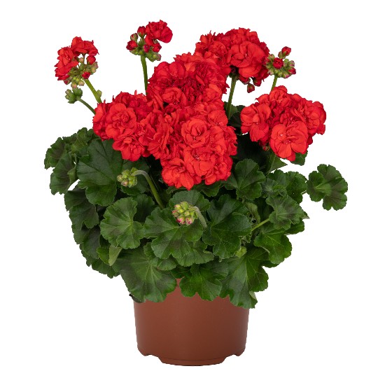 Survivor Idols® Rosalinda Red