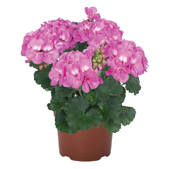 Savannah® True Pink