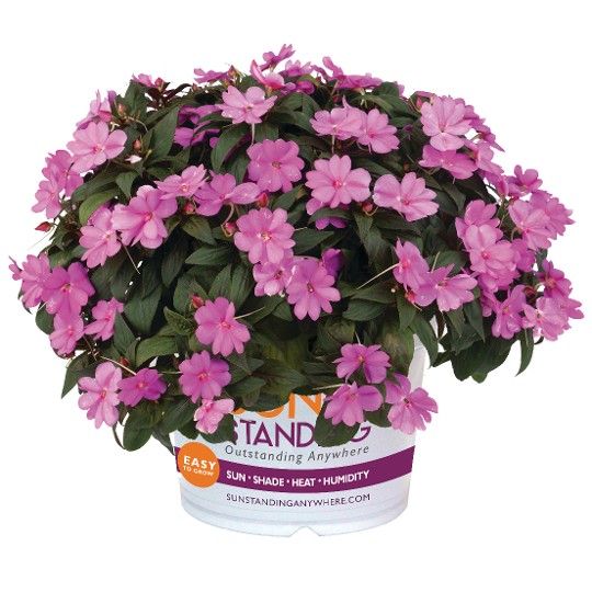 SunStanding® Lavender (A)