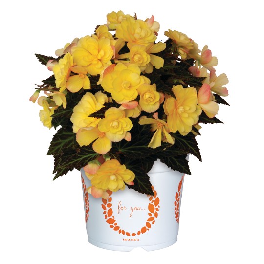 I'CONIA® Portofino Yellow