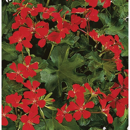 Classic Single Decora Red