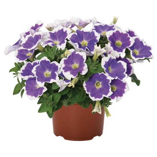 Surprise® Amethyst Halo