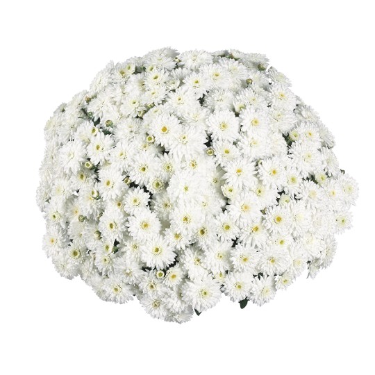 Calm White