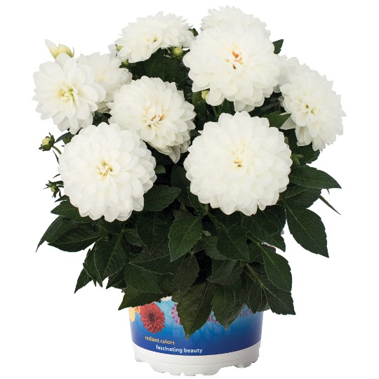 Hypnotica® White