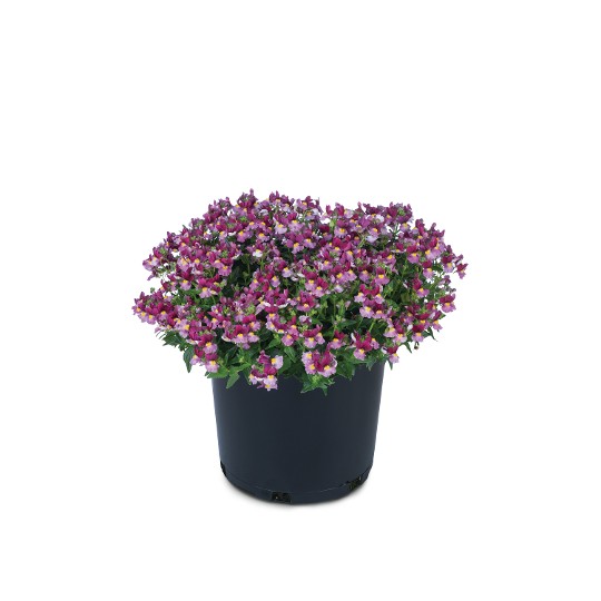 Escential® Strawberry