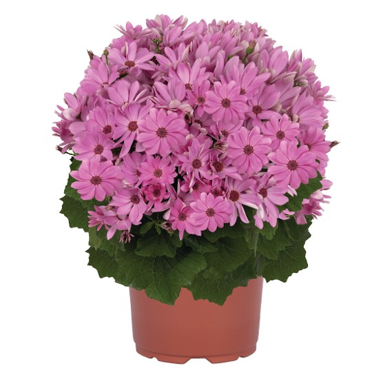 Mandala® Pink