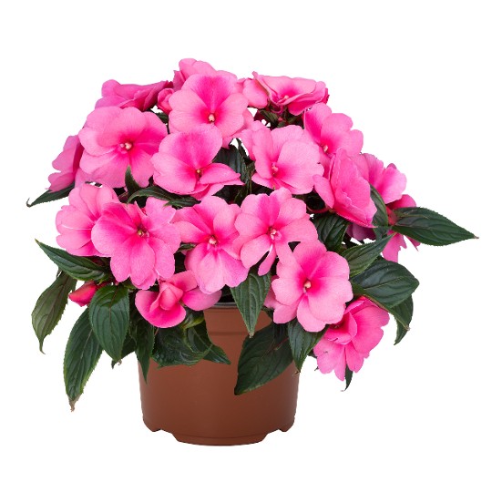 Petticoat® Pink Punch