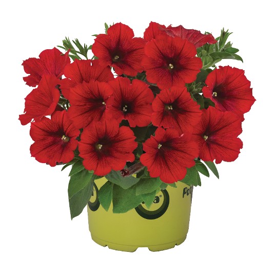 Potunia® Red
