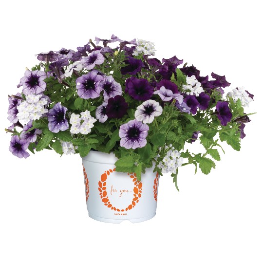 Confetti Garden® Cosmic Blues
