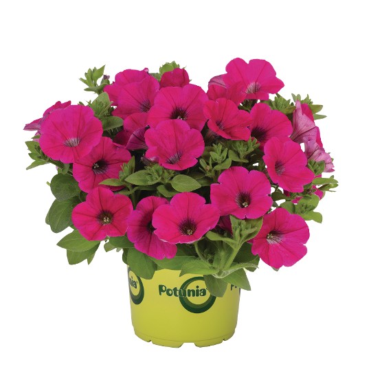 Potunia® Piccola® Hot Pink