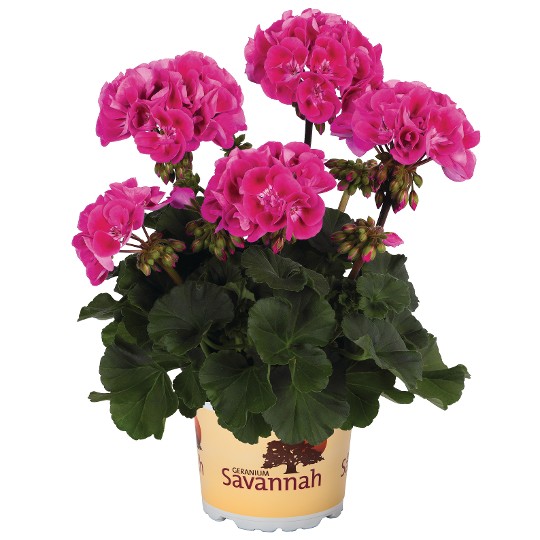 Savannah Hot Pink Sizzle