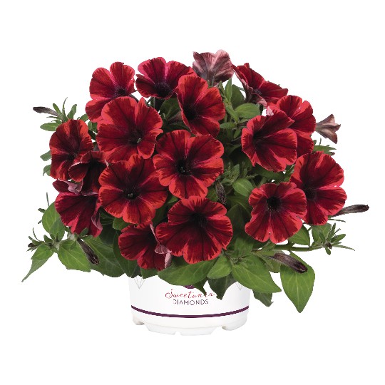 Sweetunia Fiona Flash