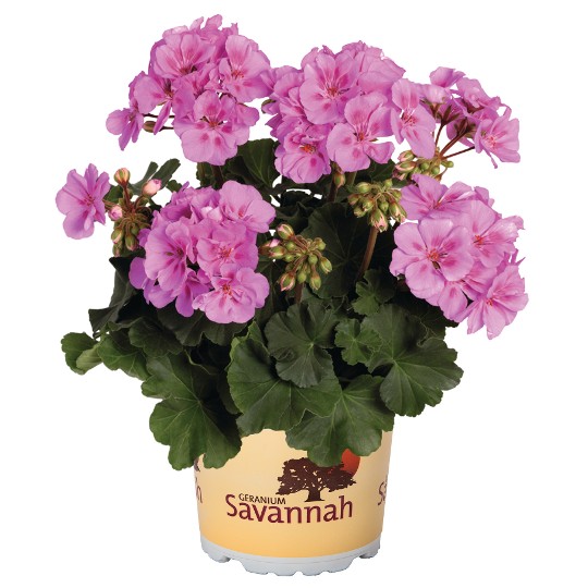 Savannah Lavender Splash