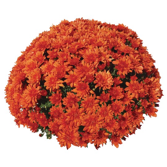 Goal Orange