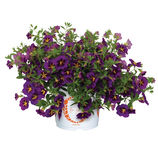 Bloomtastic Purple Cartwheel