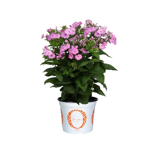 Flame® Pro Rose Pink