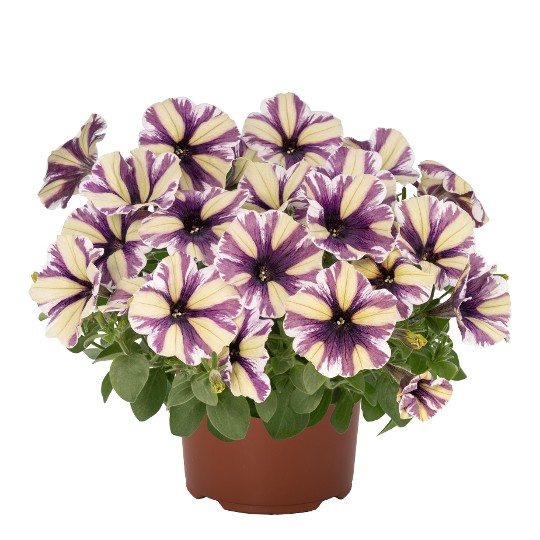 Sweetunia Violet Vortex (Intrinsa)
