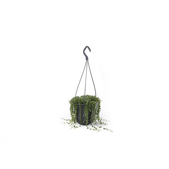 Senecio String of Pearls