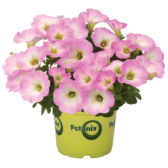 Potunia® Piccola® Pink