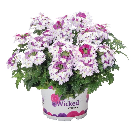 Wicked Magenta