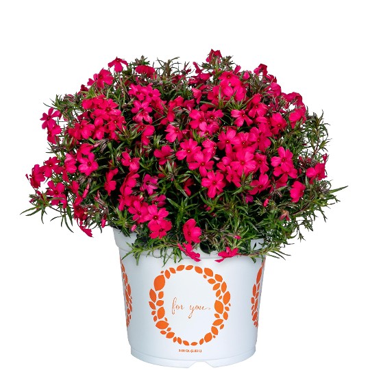 Spring® Dark Leaf Pink