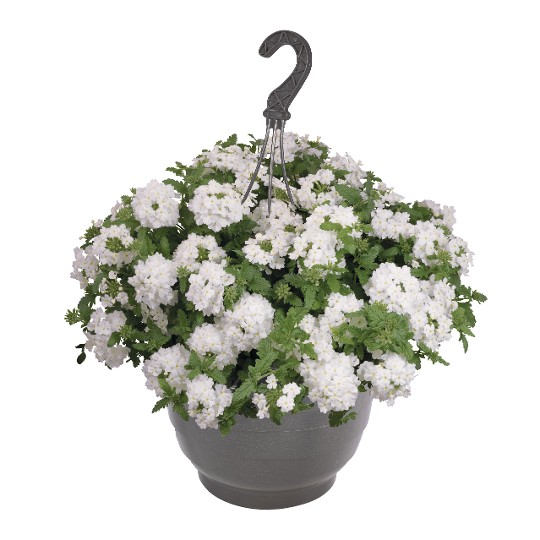 Empress® Sun White