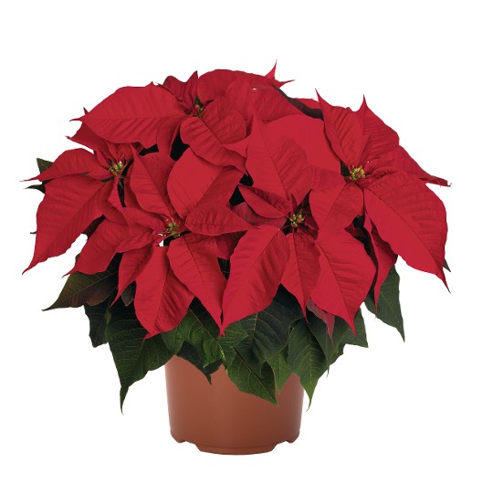 Bella Italia Red