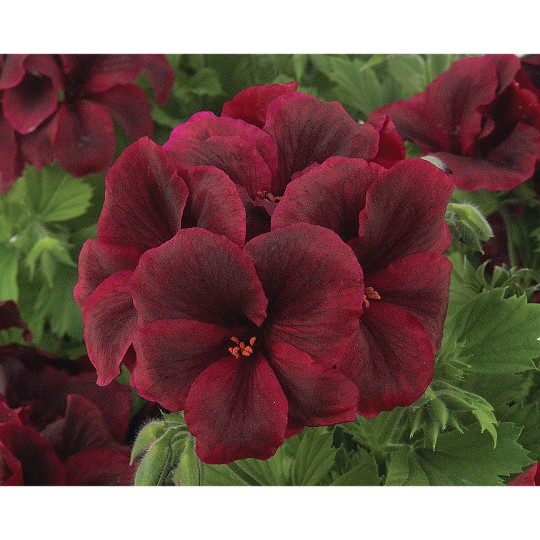 Elegance Burgundy