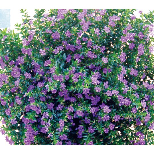Cuphea Lavender