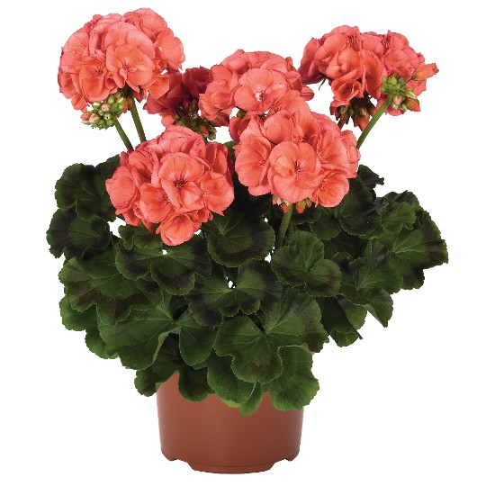 Survivor® Coral