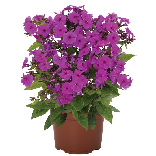 Flame® Pro Lilac