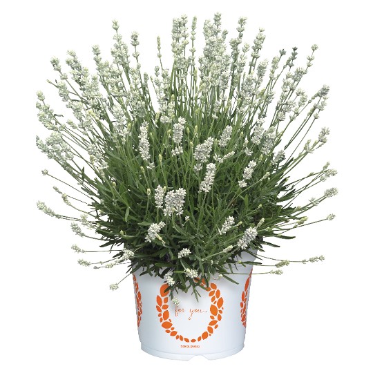 La Diva Spirit White