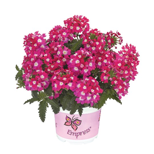 Empress® Flair Cherry Charme
