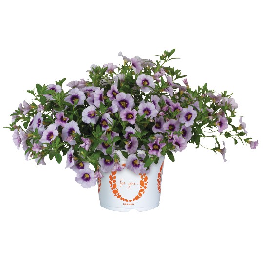 Bloomtastic Serenity 2025