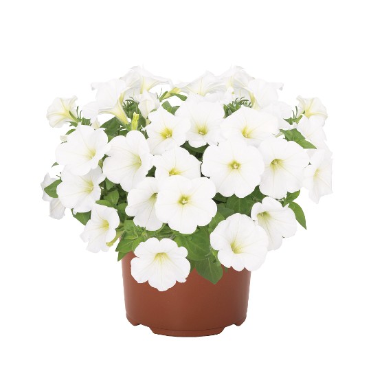 Potunia® Piccola® White (Intrinsa®)