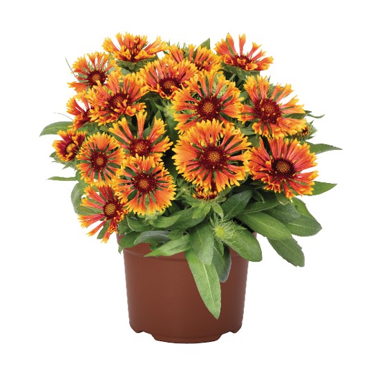SpinTop® Mariachi Copper Sun