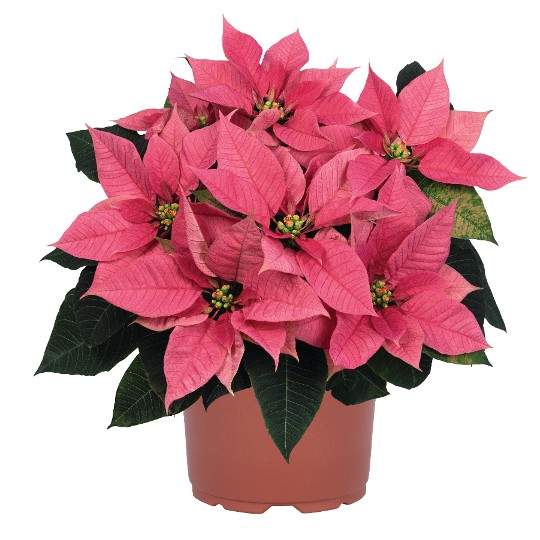Embla Pink