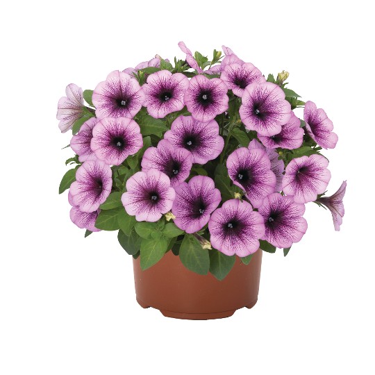 Potunia® + Purple Vein (Intrinsa)