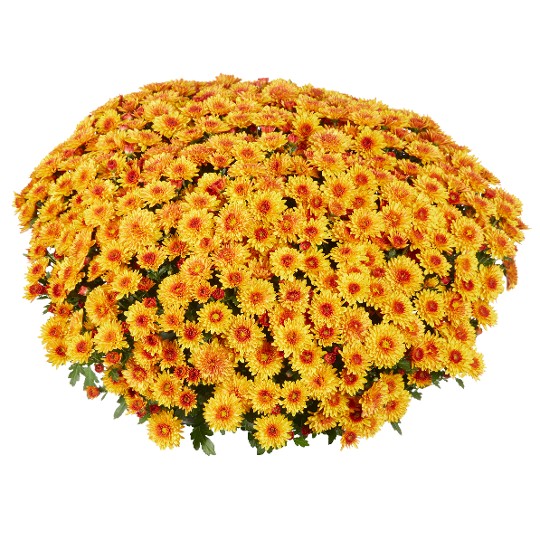 Lively Orange Bicolor