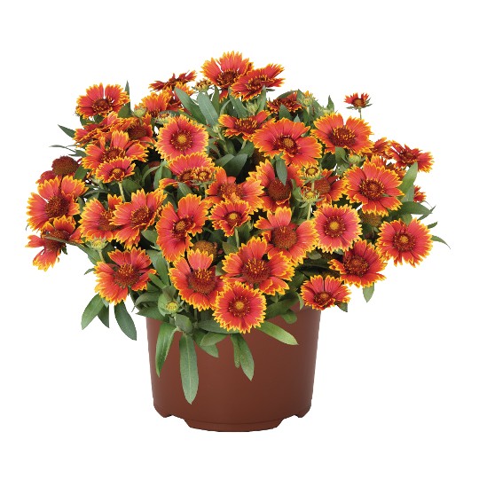 SpinTop® Orange Halo