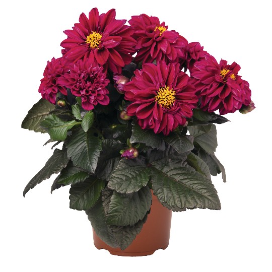 Temptation Red Violet