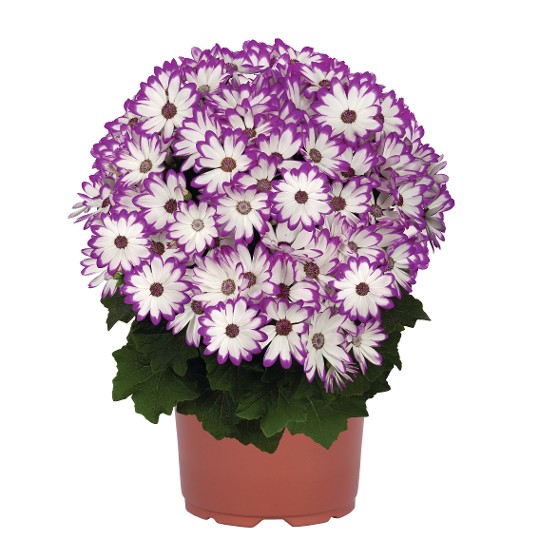 Mandala® Magenta Bicolor 54