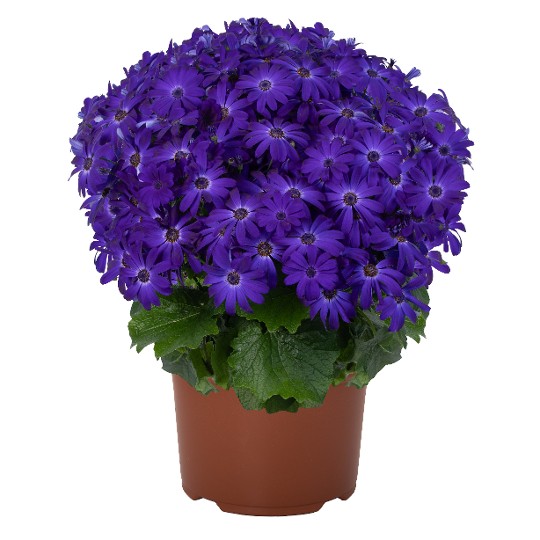 Mandala® Plus Blue