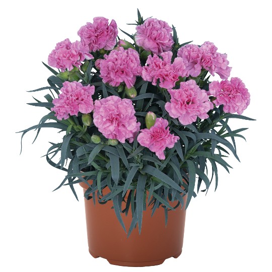 Oriental Lavender