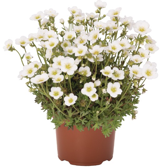 Scenic White
