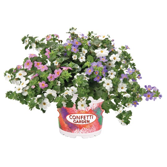 Confetti Garden® Coconut Coast 2026