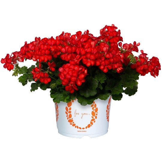 Grand Idols® Glory Days Red Orange Bicolor