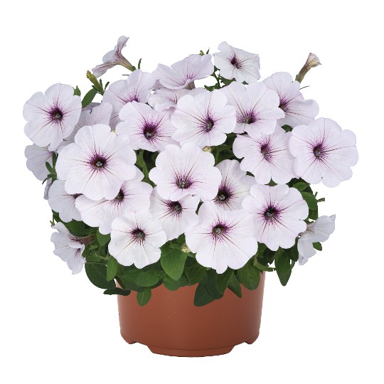 DuraBloom® Silver