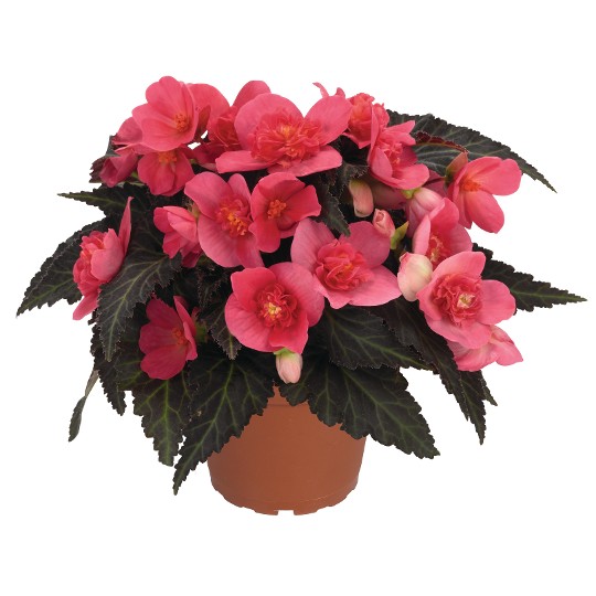 I'CONIA® Portofino Hot Pink (First Kiss)